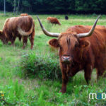 Vaches Ecossaise dans les Vosges du Nord