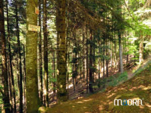 sentier de randonnée dans les Vosges