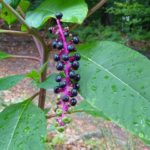 raisin d'Amérique - flore d'Alsace