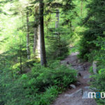 Sentier de rando dans les Vosges